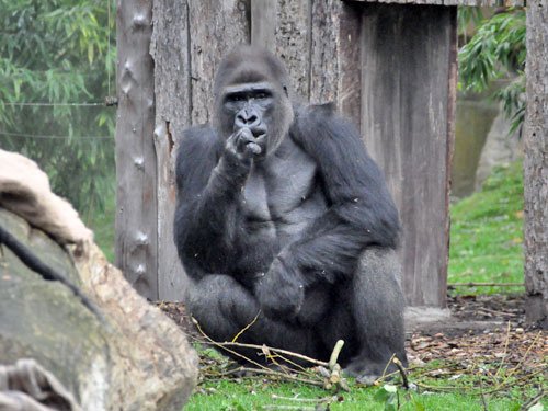 아프리카눔 (Africaneum)